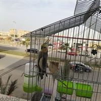  ذكر كوكتيل حبشى بالقفص بتاعو
