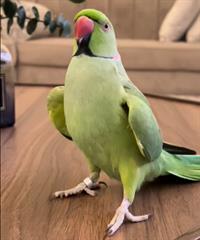 ذكر دره هندى