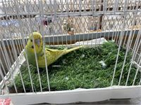 قص انصاص اسبانجل
