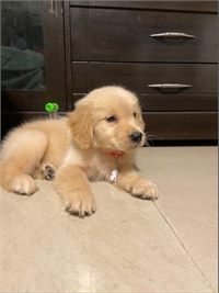 Golden retriever puppy