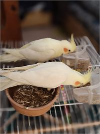 كوكتيل لاتينو (Lutino Cockatiel)