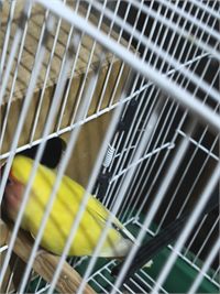 روز لاتينو (Lutino Lovebird).